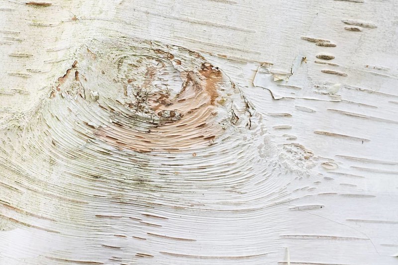 Himalayan birch