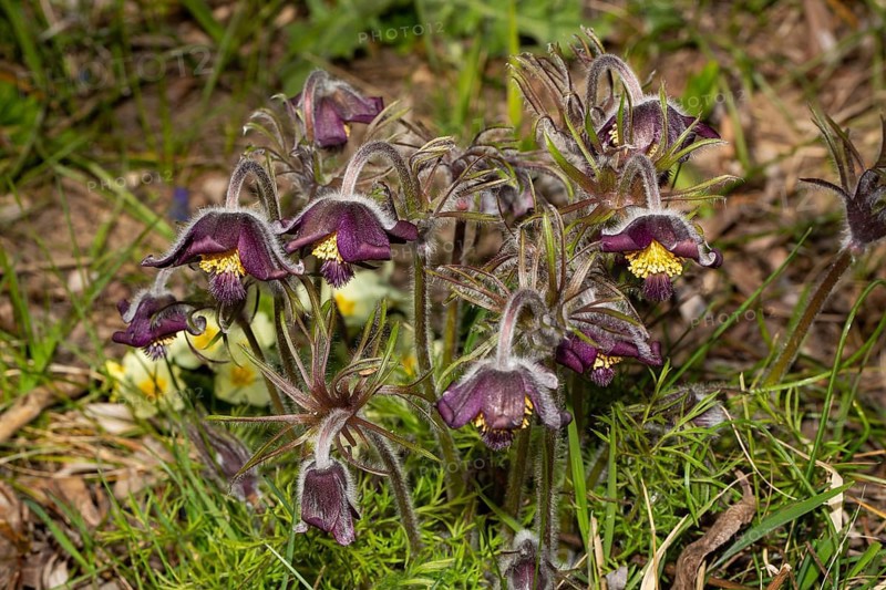 Black meadow pasque flower stock with several purple flowers