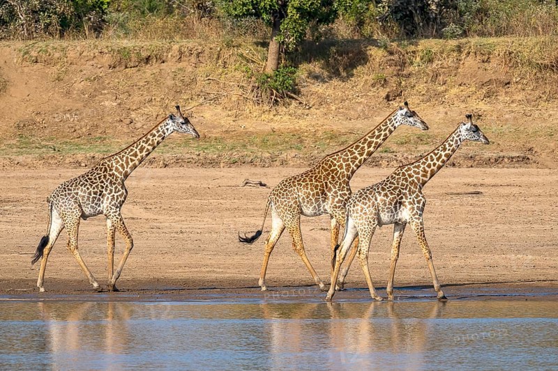 Rhodesian giraffe