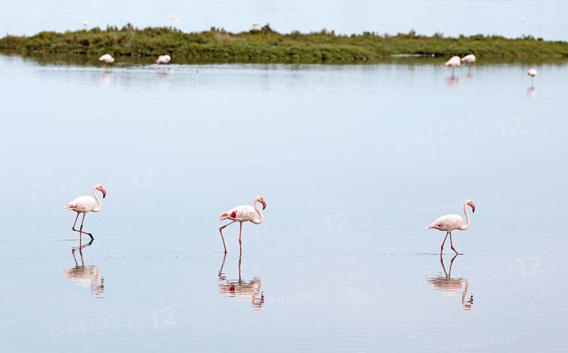 Flamingos