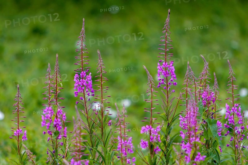 Blooming sally