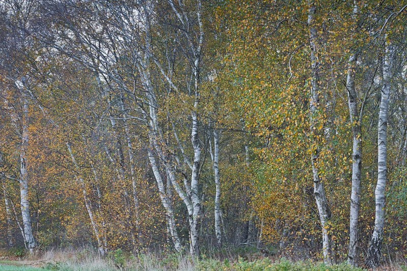 Warty birch