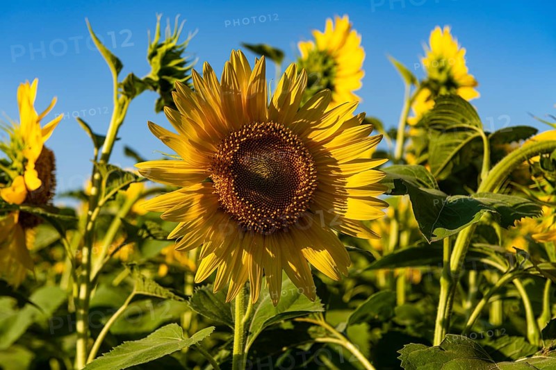 Field of sun flowers