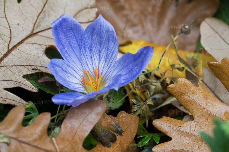 Bieberstein's crocus