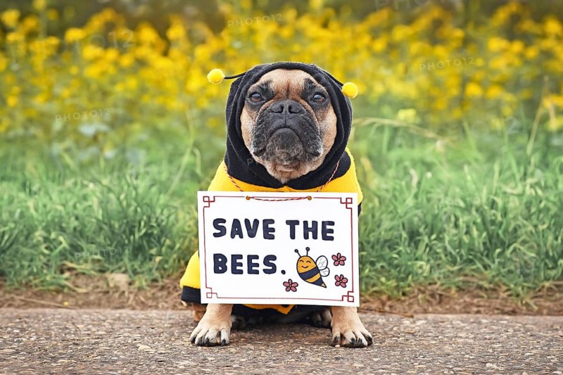 Cute French Bulldog dog wearing bee costume with demonstration sign saying 'Save the bees'