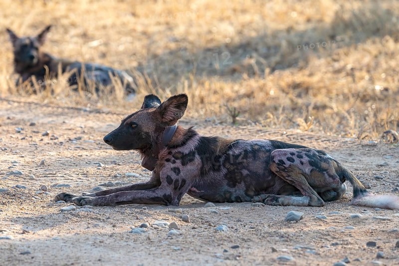 African wild dog