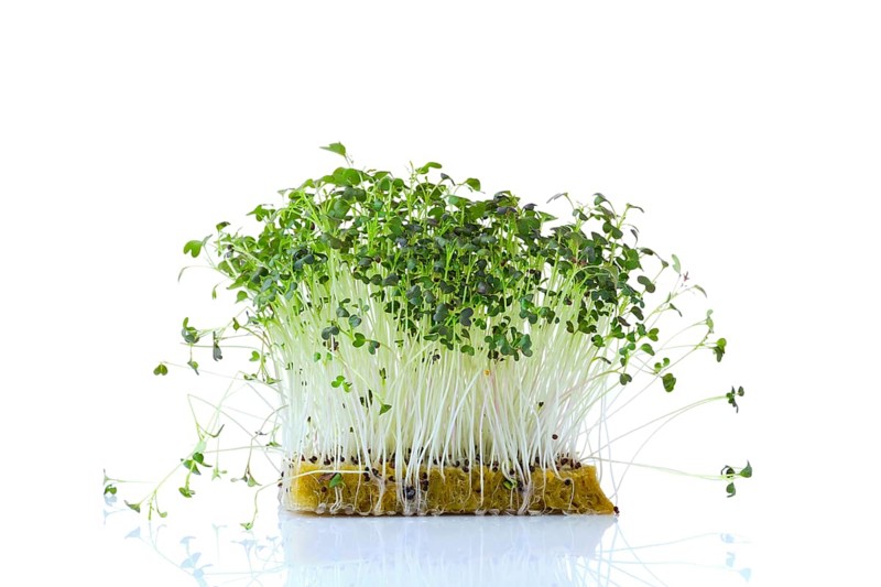 Fresh microgreens. Sprouts of mizuna isolated on white background
