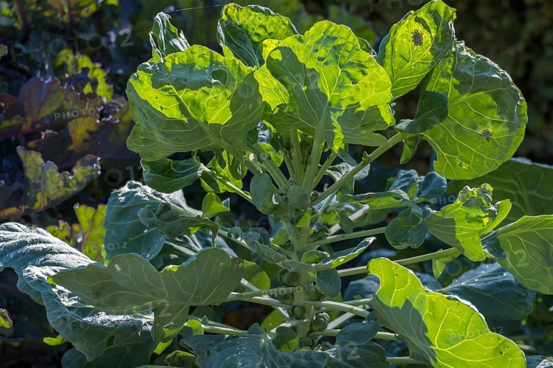 Vegetable cabbage