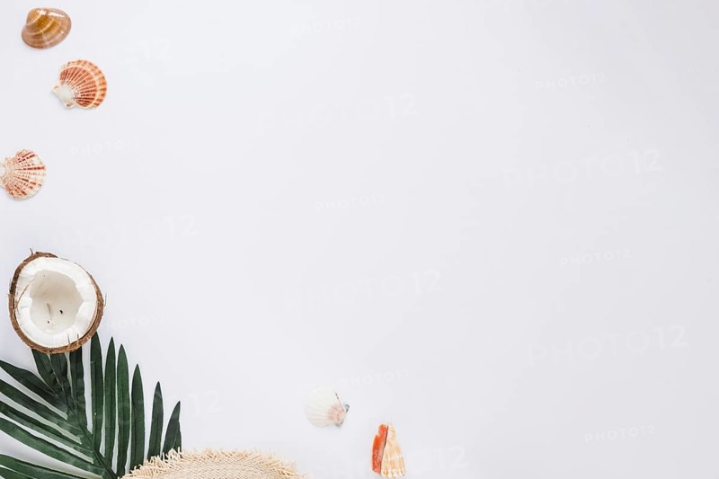 Sea shells with green leaf coconut