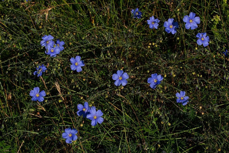 Persistent flax many blue flowers next to each other