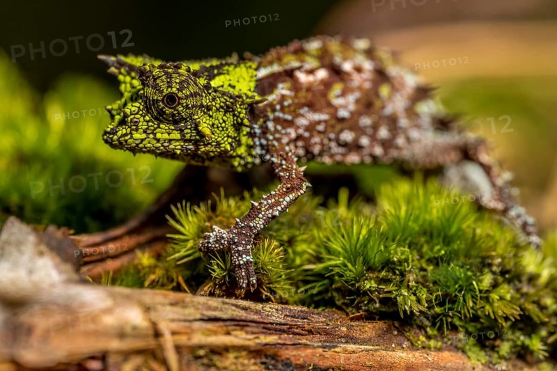 Variegated Earth Chameleon