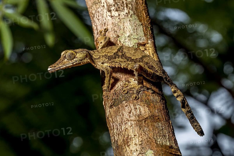 Giant flat-tailed gecko