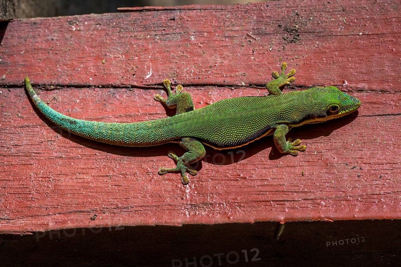 Striped day gecko