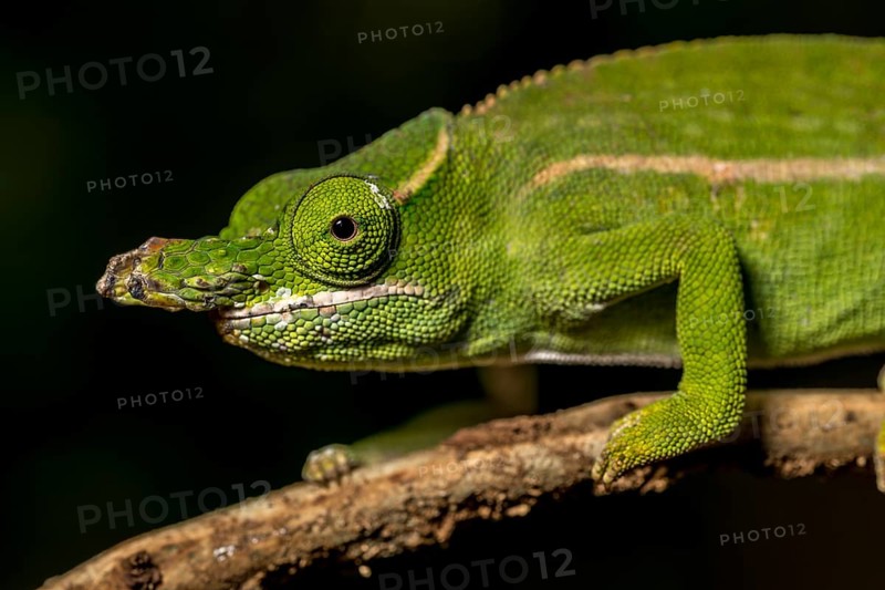 Petters petter's chameleon