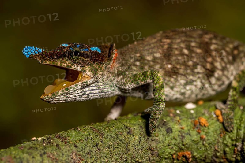 Blue-nosed Chameleon