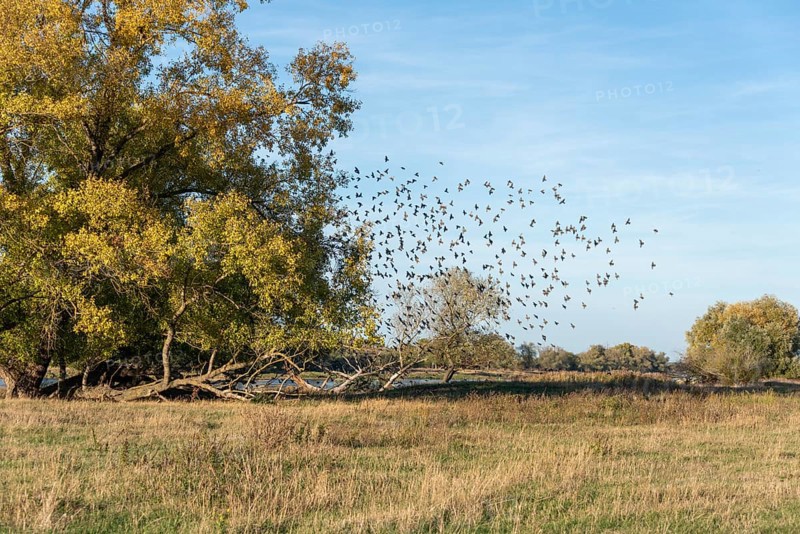 Starlings gather at the Elbe
