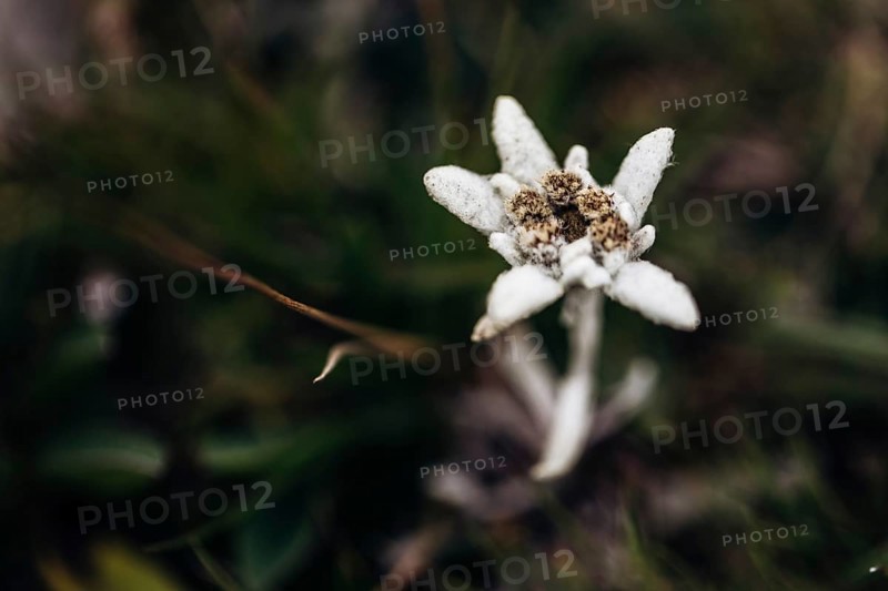 Alpine edelweiss