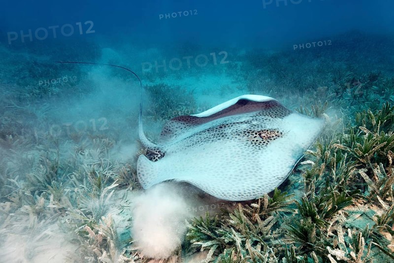 Honeycomb whipray