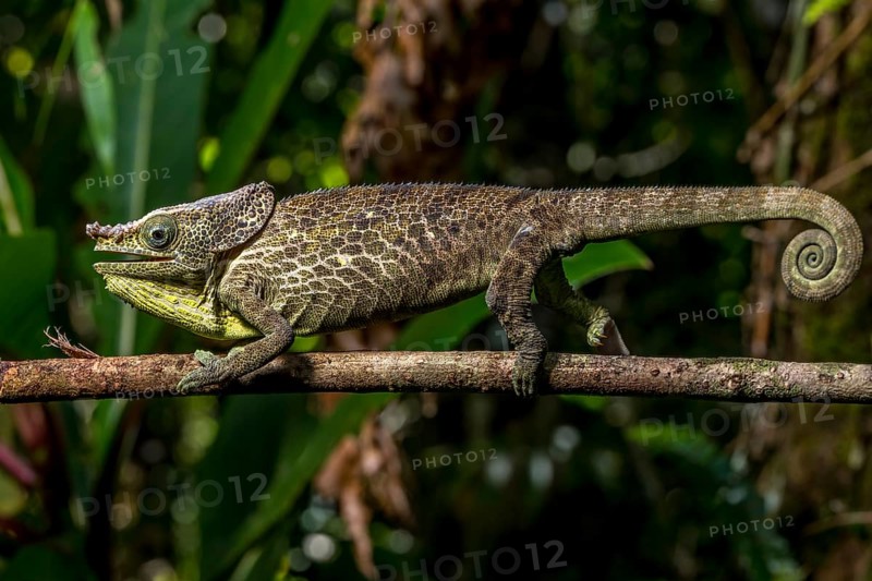 Malthes elephant-eared chameleon