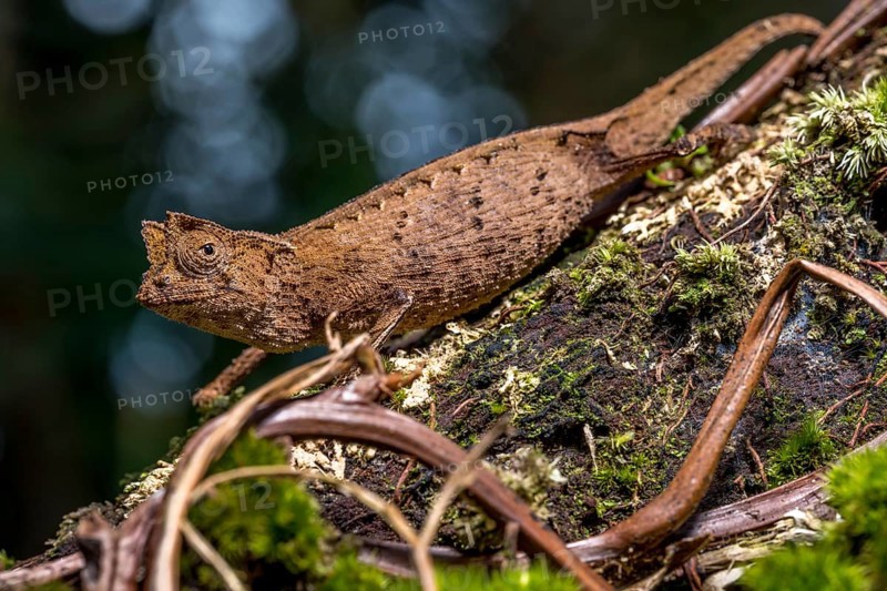 Marojejy leaf chameleon