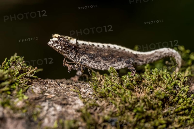 Montagne d Ambre Earth Chameleon
