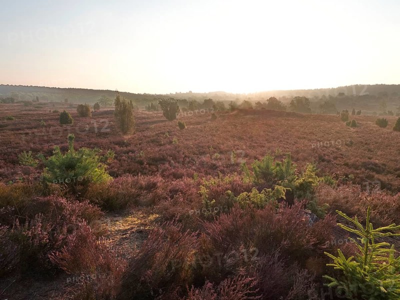 Heath blossom in the Lueneburg Heath nature park Park. The landscape in the heath nature reserves blossoms in purple to violet hues in late summer. Fuerstengrab