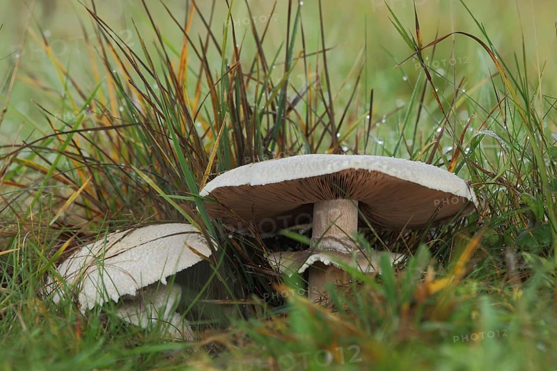 Field mushroom