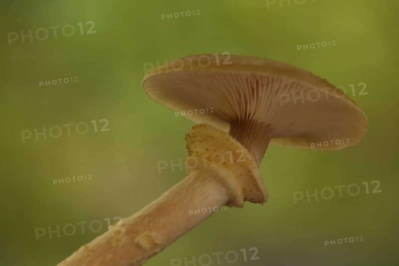 Honey fungus