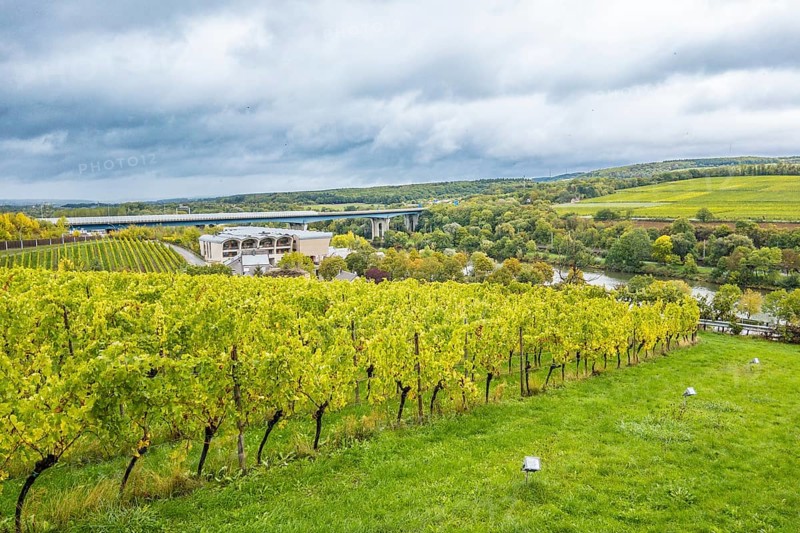 View over the vineyards of the Moselle from Schengen
