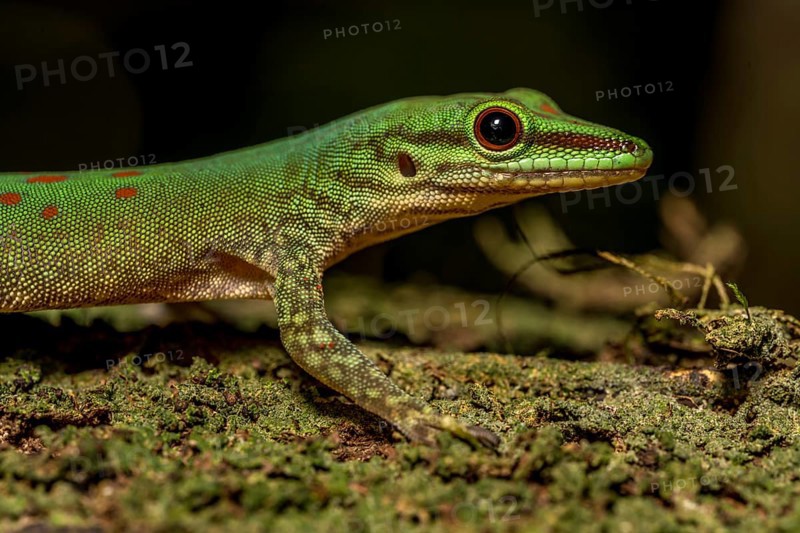 Day gecko