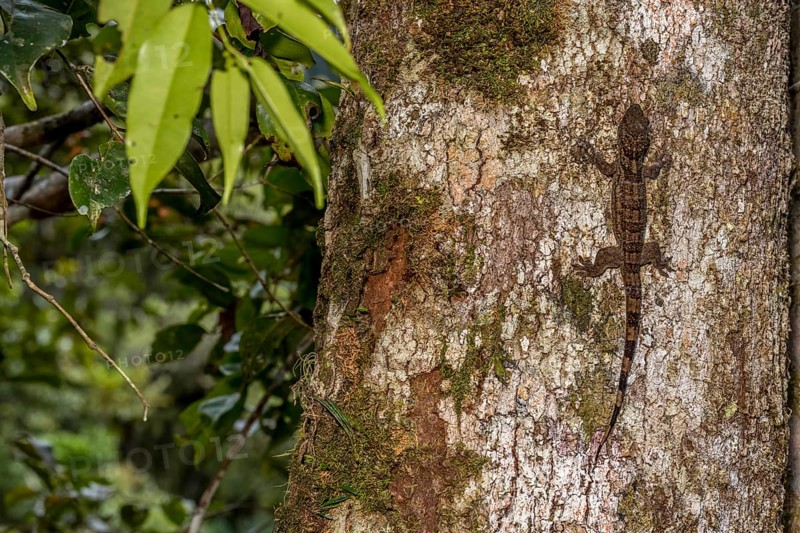 Velvet gecko