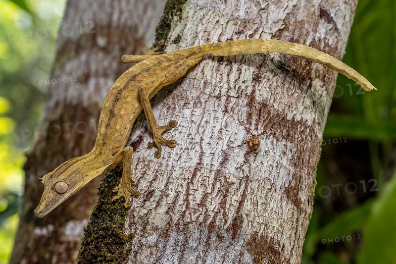 Striped lined leaf-tailed gecko