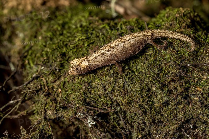 Earth chameleon