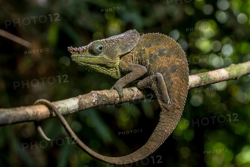 Malthes elephant-eared chameleon