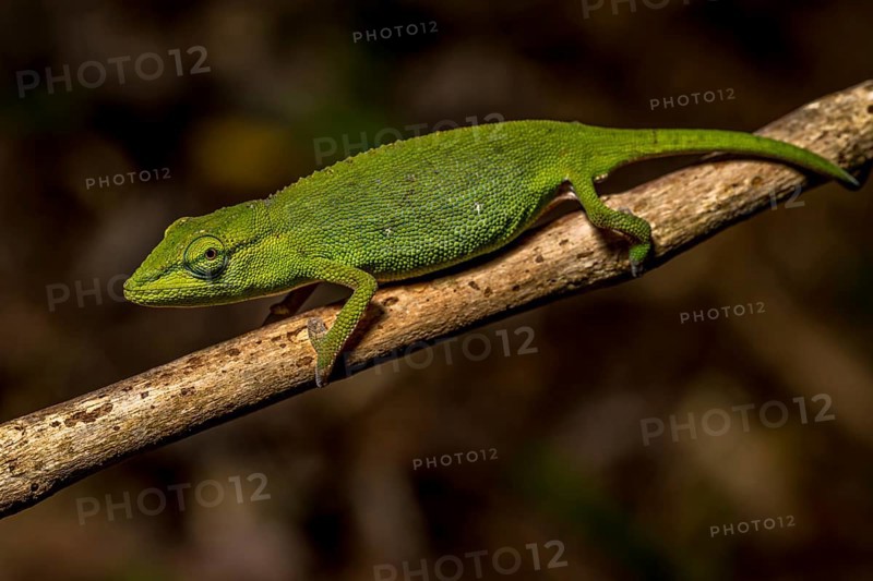 (Calumma guillaume), Marojejy National Park, Madagascar, Africa