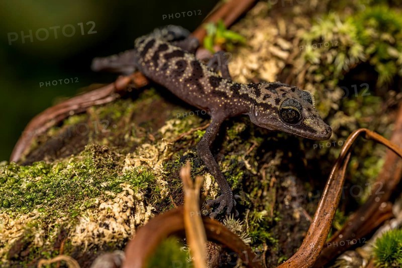 Graceful madagascar ground gecko