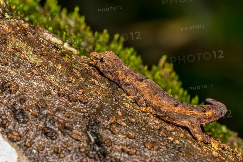 Small day gecko