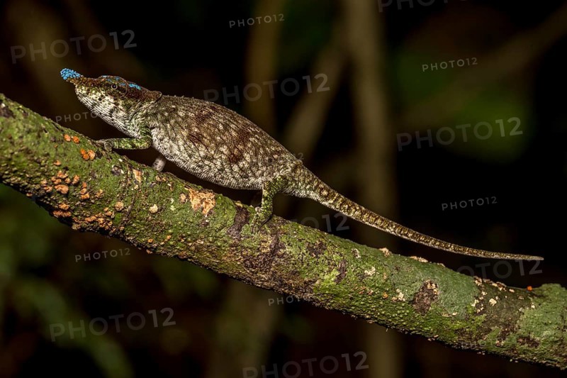 Blue-nosed Chameleon