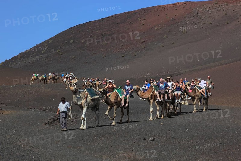Dromedary Riding for Tourists in Timanfaya National Park