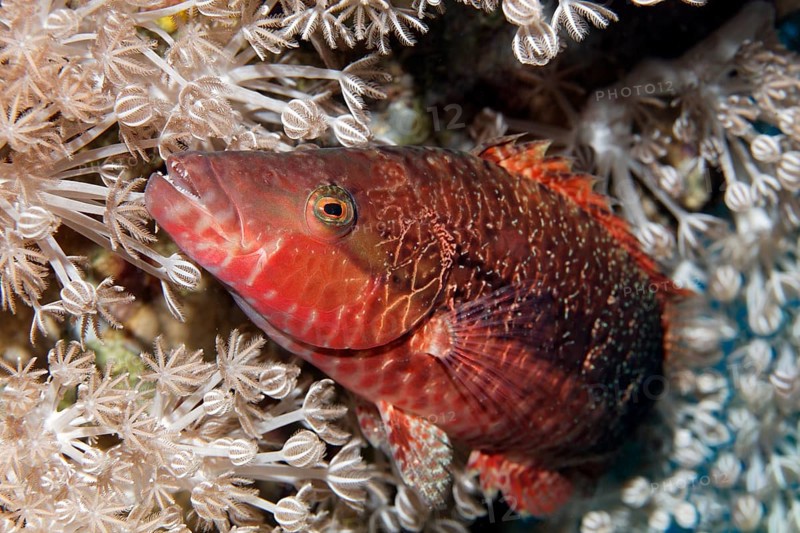 Cheek-lined wrasse