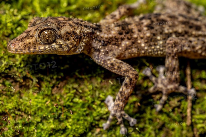 Big-headed gecko