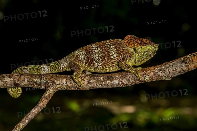 Amber Mountain amber chamaeleon