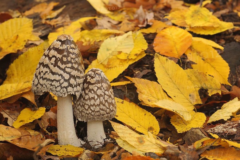 Coprinopsis picacea