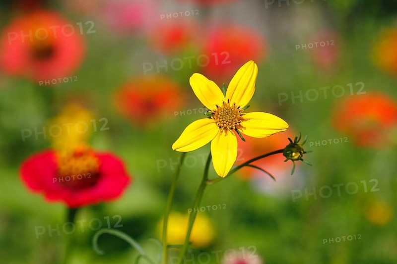 Bur-marigold