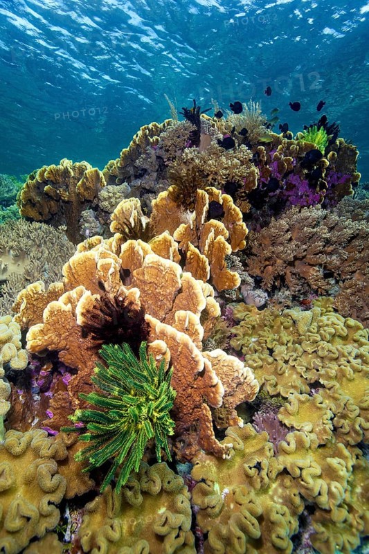 Intact coral reef with bennett's feather star