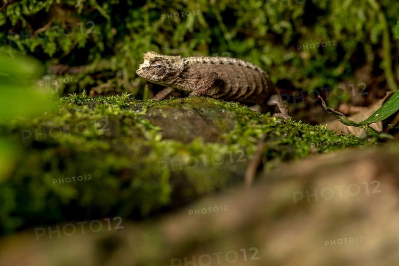 Montagne d Ambre Earth Chameleon