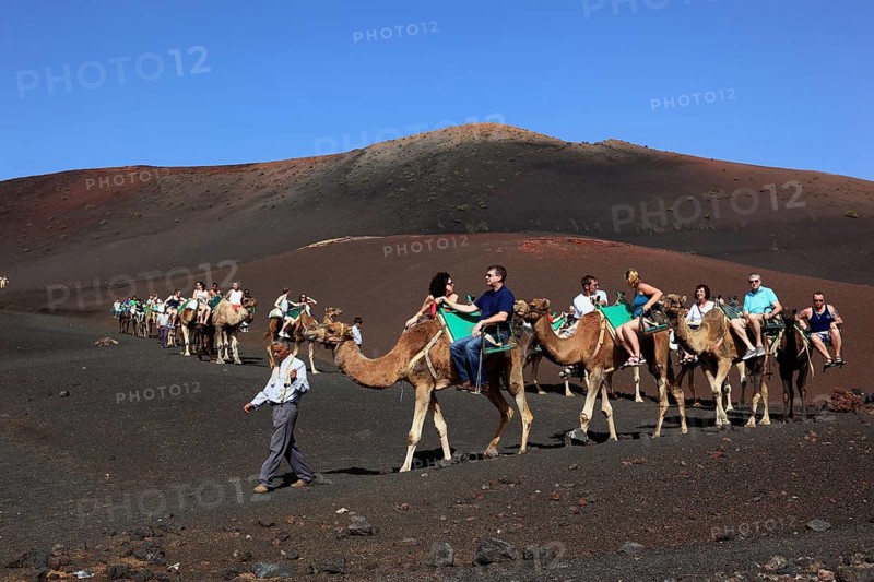 Dromedary Riding for Tourists in Timanfaya National Park