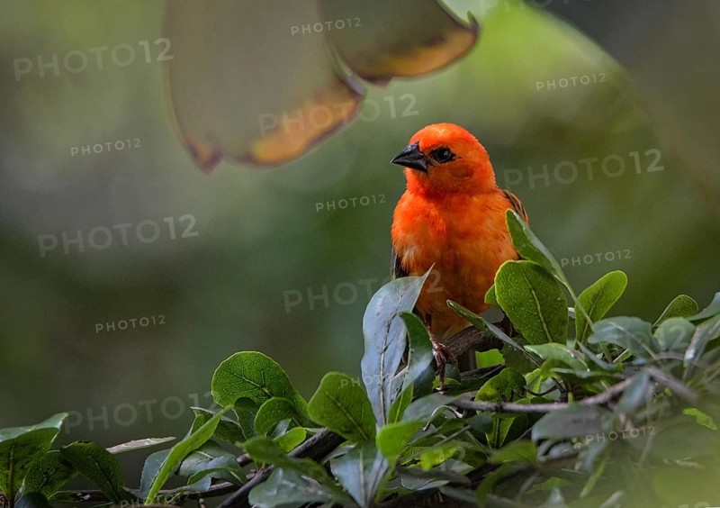 Madagascar red fody