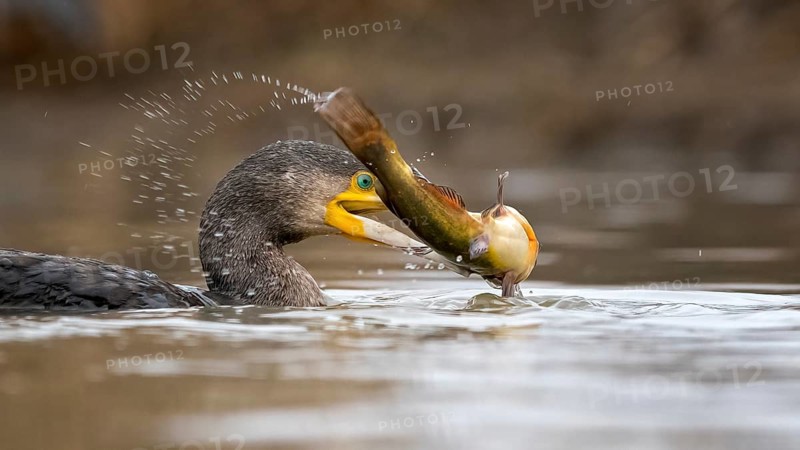 Great cormorant