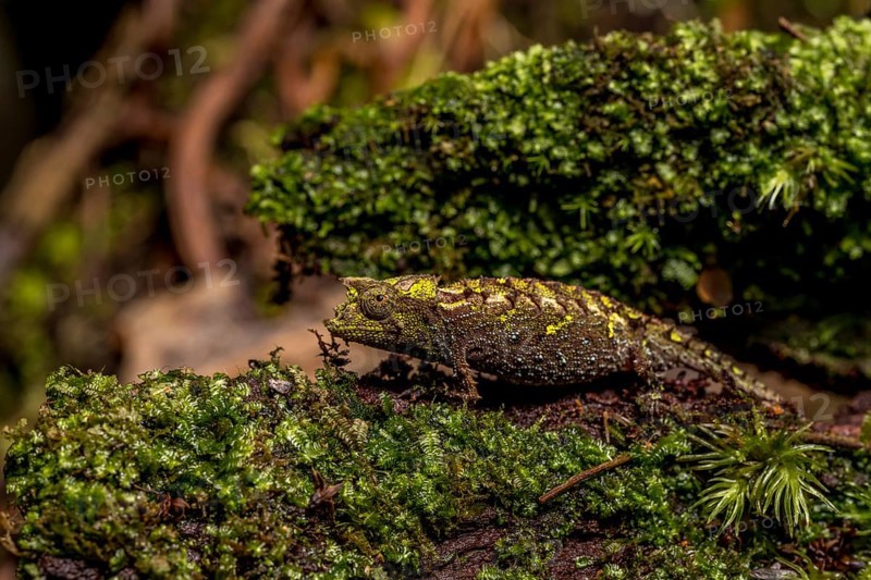 Variegated Earth Chameleon